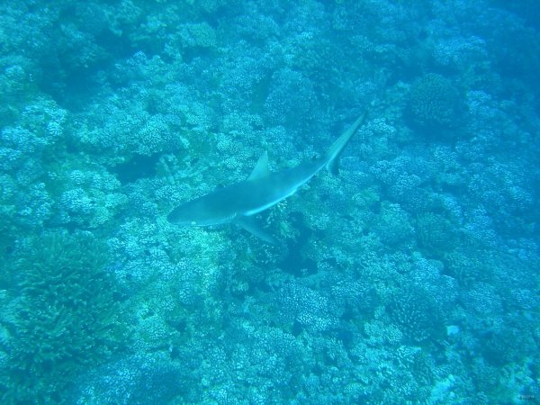 65- Requin gris 